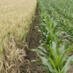 Organic Vs Conventional Farming